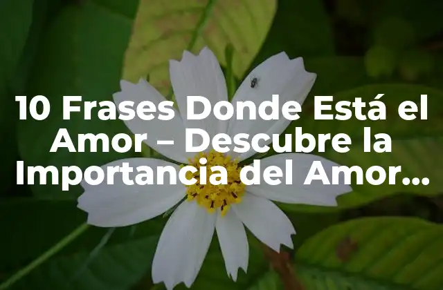 10 Frases Donde Está el Amor – Descubre la Importancia Del Amor en la Vida