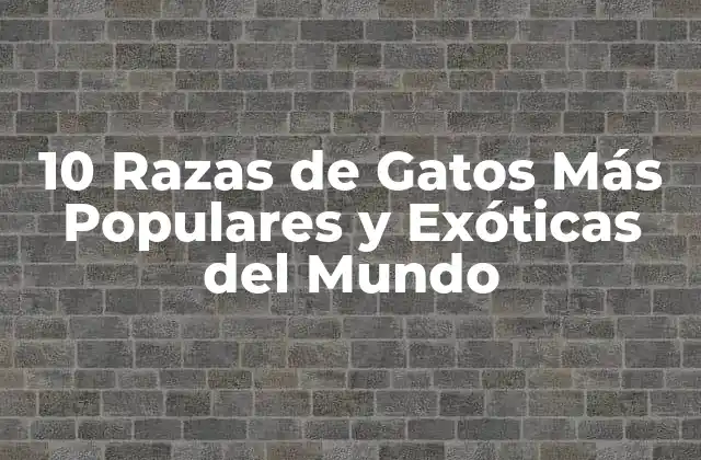 10 Razas de Gatos Más Populares y Exóticas Del Mundo