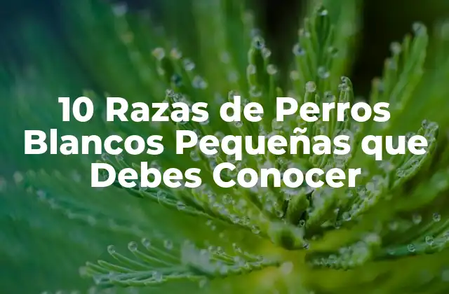 ¿Cuáles son las Características Comunes de los Perros Blancos Pequeños?