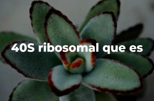 40s Ribosomal que es