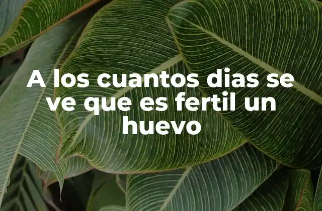 A los Cuantos Dias Se Ve que es Fertil un Huevo