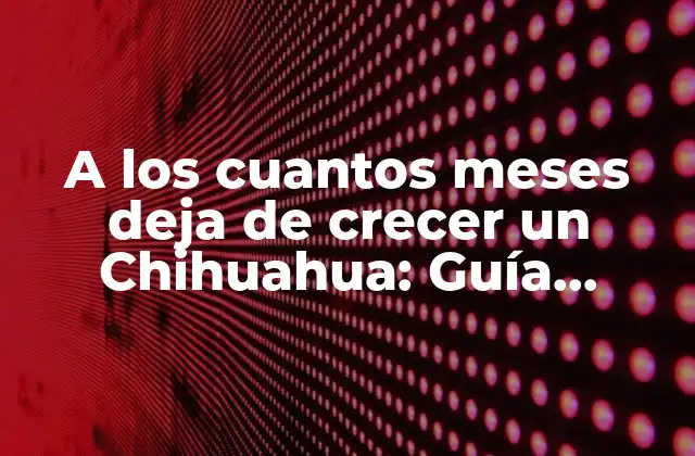 A los Cuantos Meses Deja de Crecer un Chihuahua: Guía Detallada sobre el Crecimiento de los Chihuahuas