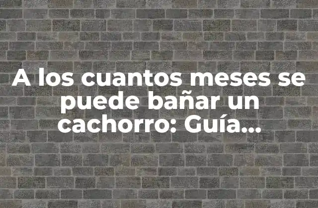 A los Cuantos Meses Se Puede Bañar un Cachorro: Guía Completa para el Cuidado Del Pelaje