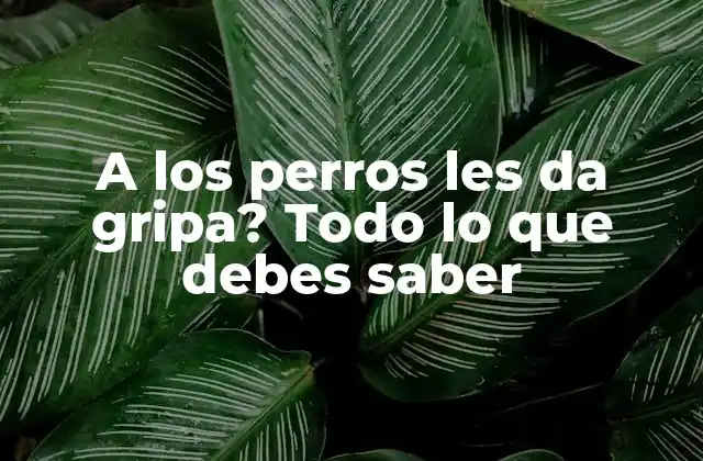 ¿Qué es la gripa canina?