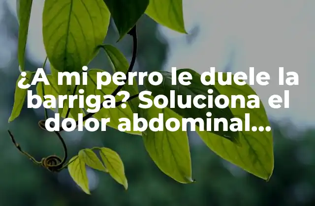 ¿a Mi Perro Le Duele la Barriga? Soluciona el Dolor Abdominal Canino