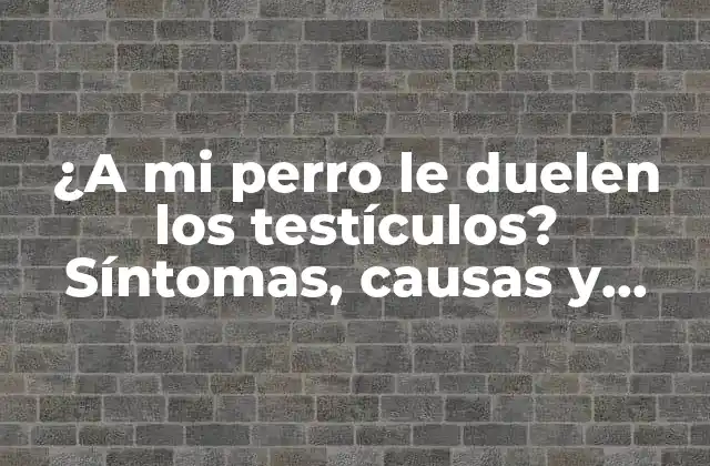 ¿a Mi Perro Le Duelen los Testículos? Síntomas, Causas y Tratamiento