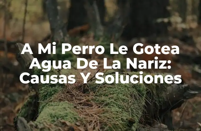 A Mi Perro Le Gotea Agua de la Nariz: Causas y Soluciones 2 ¿Por Qué A Mi Perro Le Gotea Agua De La Nariz?
