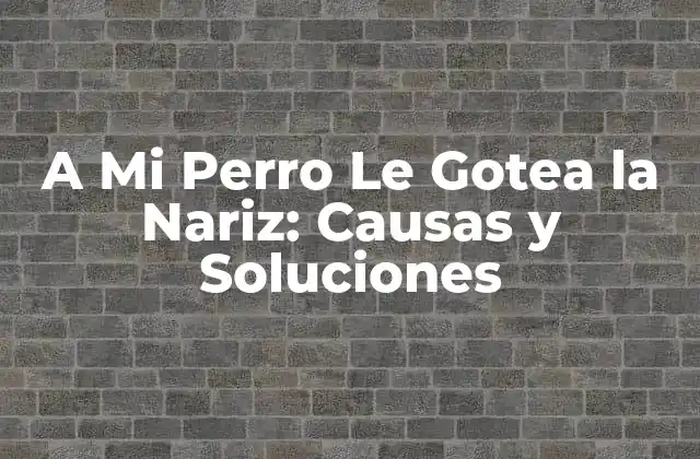 A Mi Perro Le Gotea la Nariz: Causas y Soluciones