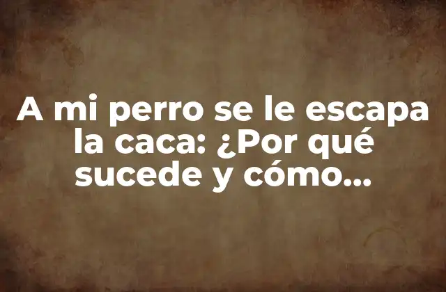 A Mi Perro Se Le Escapa la Caca: ¿por Qué Sucede y Cómo Solucionarlo?