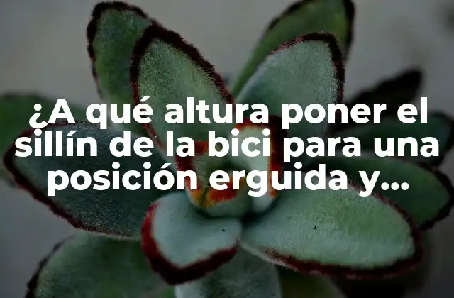 ¿a Qué Altura Poner el Sillín de la Bici para una Posición Erguida y Cómoda?