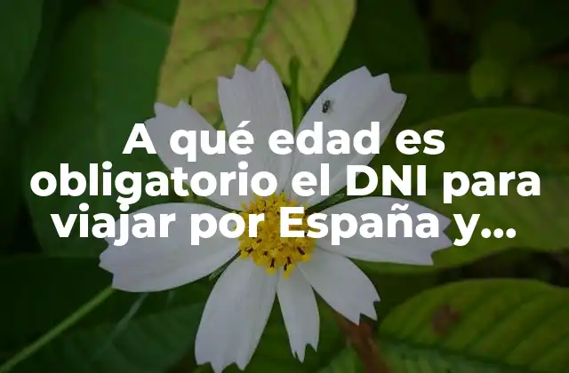 A Qué Edad es Obligatorio el Dni para Viajar por España y Europa