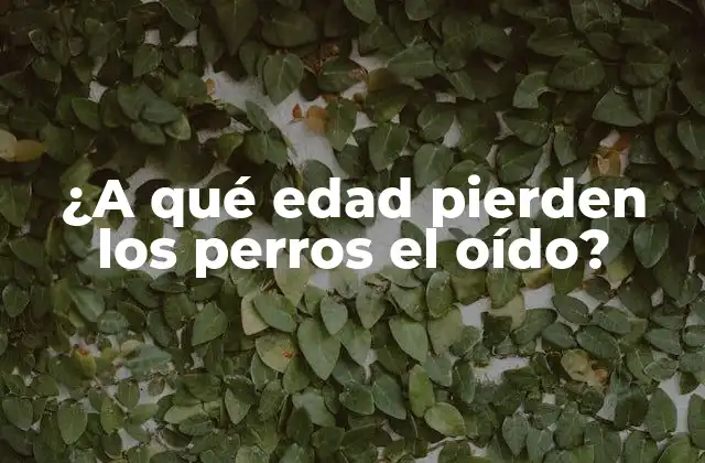 ¿a Qué Edad Pierden los Perros el Oído? 2 Causas de la Pérdida de Audición en Perros