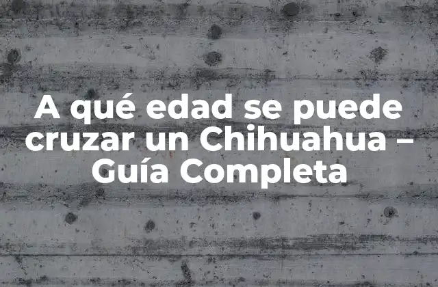 A Qué Edad Se Puede Cruzar un Chihuahua – Guía Completa