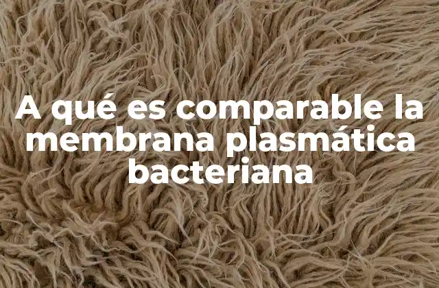 A Qué es Comparable la Membrana Plasmática Bacteriana