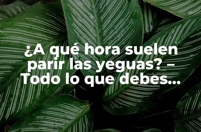 ¿a Qué Hora Suelen Parir las Yeguas? – Todo Lo que Debes Saber