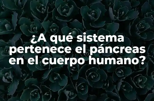 ¿a Qué Sistema Pertenece el Páncreas en el Cuerpo Humano?