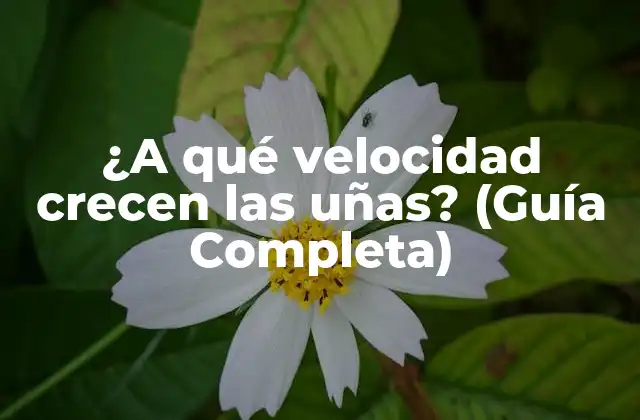 ¿a Qué Velocidad Crecen las Uñas? (guía Completa)