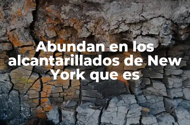 Abundan en los Alcantarillados de New York que es