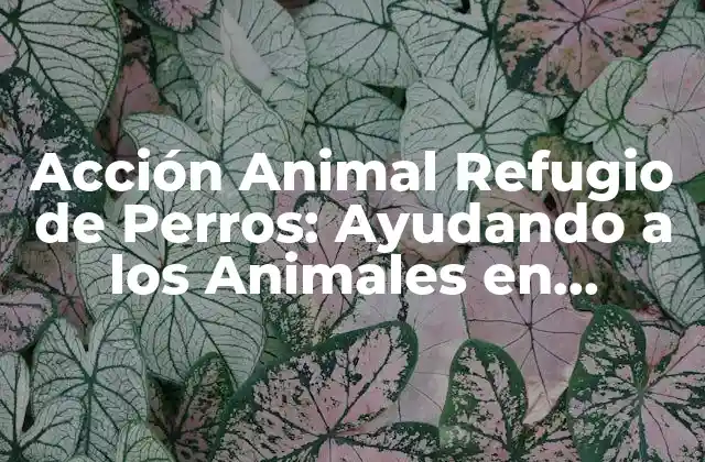 Acción Animal Refugio de Perros: Ayudando a los Animales en Necesidad