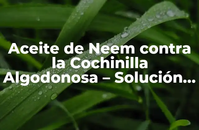 Aceite de Neem contra la Cochinilla Algodonosa – Solución Natural y Efectiva