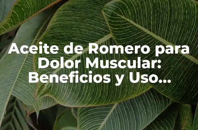 Aceite de Romero para Dolor Muscular: Beneficios y Uso Correcto