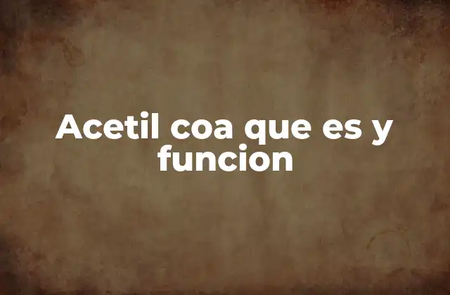 Acetil Coa que es y Funcion 2 La acetil-CoA y su papel en la producción de energía celular