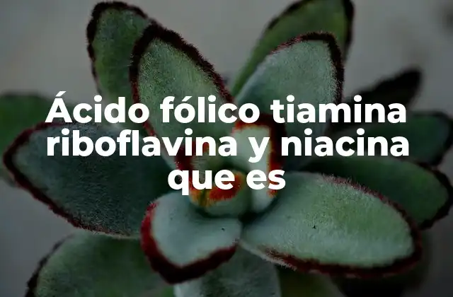 Ácido Fólico Tiamina Riboflavina y Niacina que es