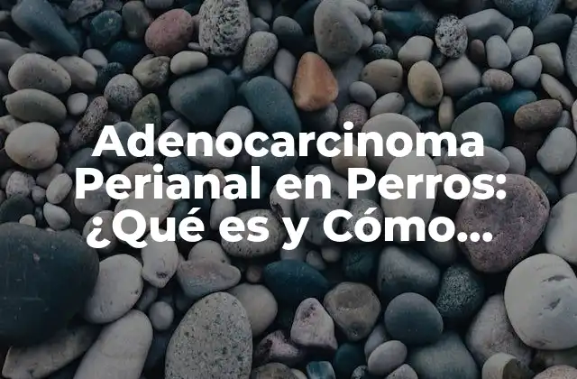 Adenocarcinoma Perianal en Perros: ¿qué es y Cómo Tratarlo?