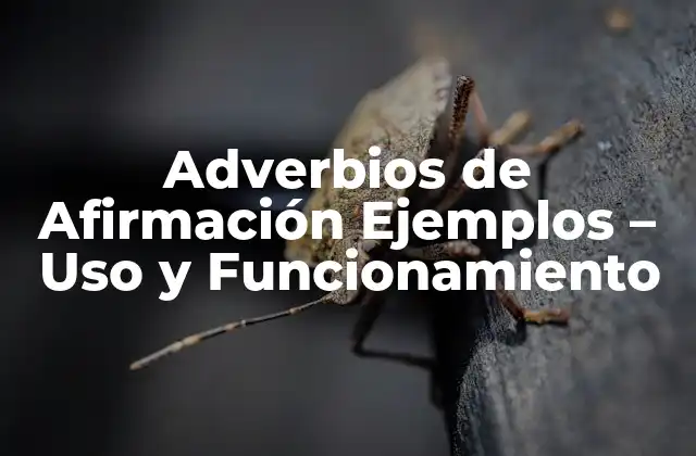 Adverbios de Afirmación Ejemplos – Uso y Funcionamiento