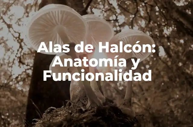 Alas de Halcón: Anatomía y Funcionalidad
