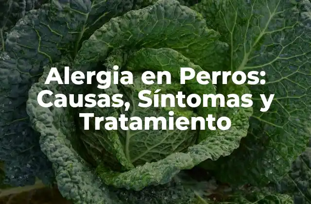 Alergia en Perros: Causas, Síntomas y Tratamiento
