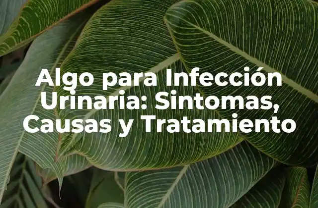 Algo para Infección Urinaria: Sintomas, Causas y Tratamiento