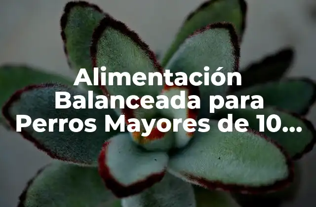 Alimentación Balanceada para Perros Mayores de 10 Años: Guía Completa