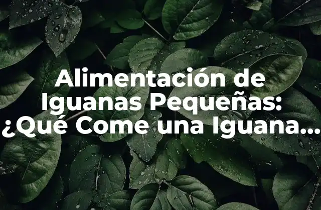 Alimentación de Iguanas Pequeñas: ¿qué Come una Iguana Pequeña?