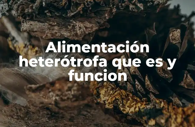 Alimentación Heterótrofa que es y Funcion