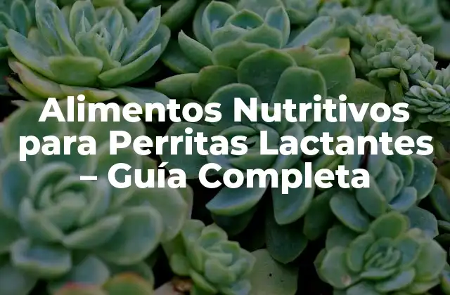 Alimentos Nutritivos para Perritas Lactantes – Guía Completa