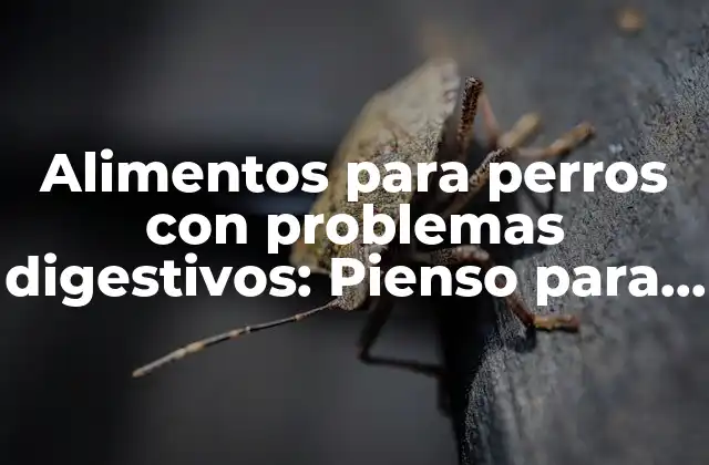 Alimentos para Perros con Problemas Digestivos: Pienso para Perros con Diarrea, Gases y Más