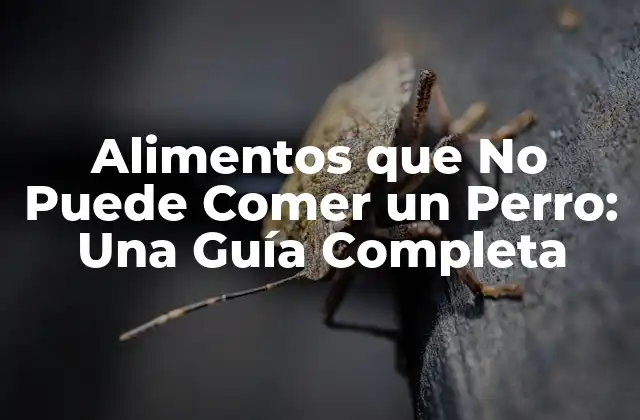 Alimentos que No Pueden Comer los Perros: Frutas y Verduras