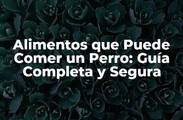 Alimentos que Puede Comer un Perro: Guía Completa y Segura