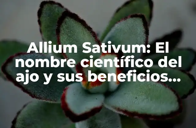 Allium Sativum: el Nombre Científico Del Ajo y Sus Beneficios para la Salud