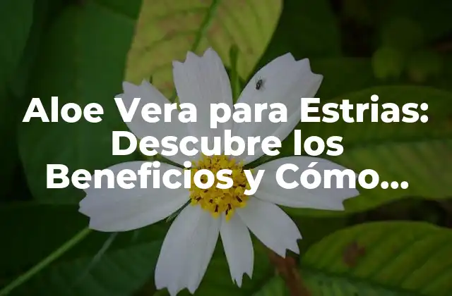 Aloe Vera para Estrias: Descubre los Beneficios y Cómo Aplicarla