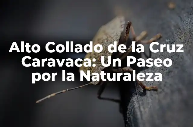 Alto Collado de la Cruz Caravaca: un Paseo por la Naturaleza