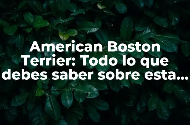 American Boston Terrier: Todo Lo que Debes Saber sobre Esta Raza de Perro