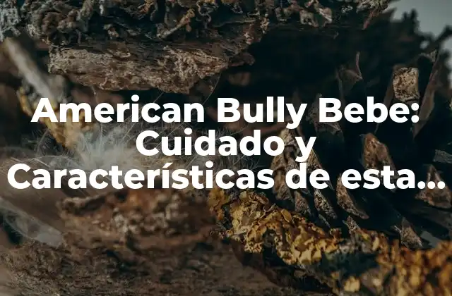 Características Físicas del American Bully Bebe
