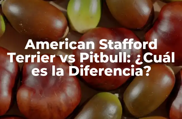 American Stafford Terrier Vs Pitbull: ¿cuál es la Diferencia?