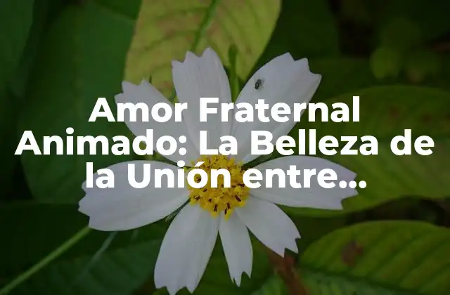 Amor Fraternal Animado: la Belleza de la Unión entre Hermanos