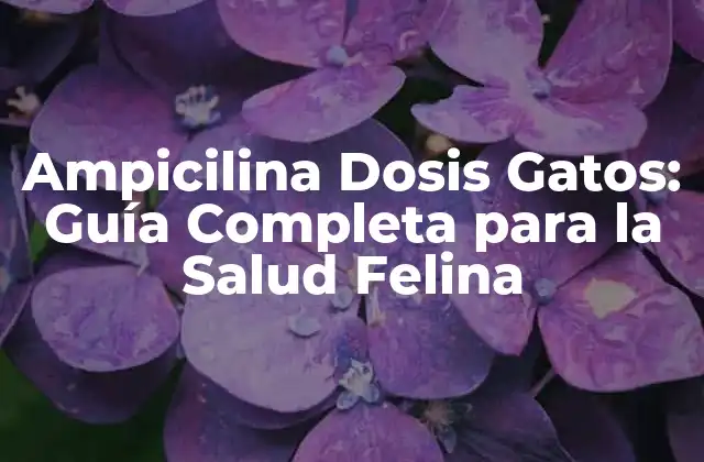 Ampicilina Dosis Gatos: Guía Completa para la Salud Felina