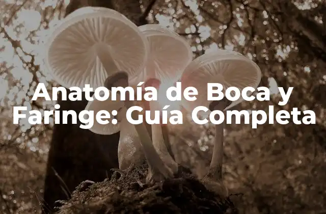 Anatomía de Boca y Faringe: Guía Completa