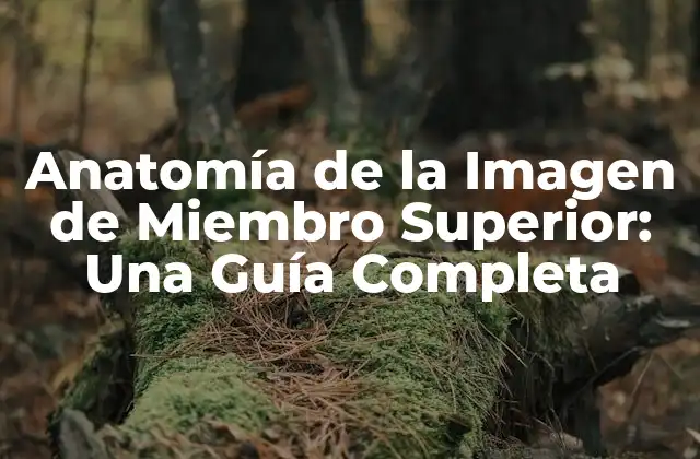 Anatomía de la Imagen de Miembro Superior: una Guía Completa