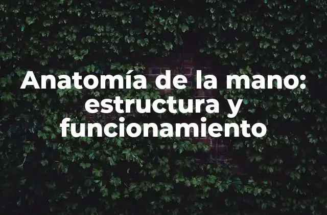 Anatomía de la Mano: Estructura y Funcionamiento